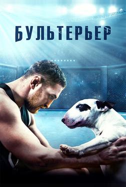 Бультерьер Бультерьер